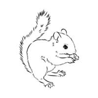 squirrel vector sketch