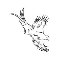 pheasant vector sketch