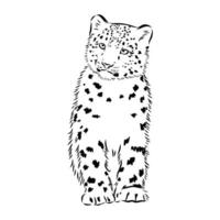 nieve leopardo vector bosquejo