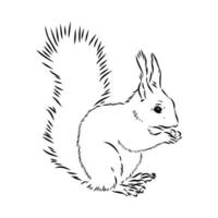 squirrel vector sketch