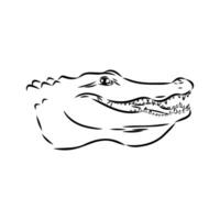 crocodile vector sketch