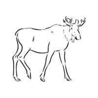 bosquejo del vector de los alces