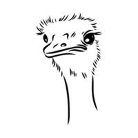 ostrich vector sketch