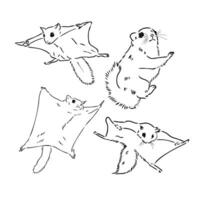 flying squirrel vector sketch