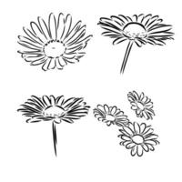 daisy flower vector sketch