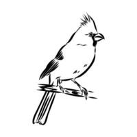 cardinal bird vector sketch