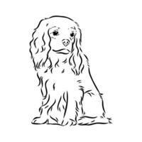 cavalier king charles dog vector sketch