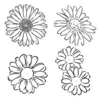 daisy flower vector sketch