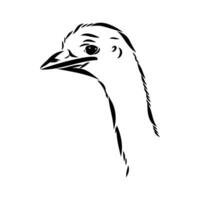 ostrich vector sketch