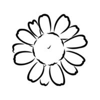 daisy flower vector sketch