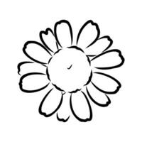 daisy flower vector sketch