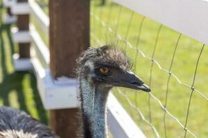 Close up shot of the emu ostrich in the zoo. Animals photo