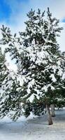 paisaje Disparo de el calle en el invierno día. hojas perennes arboles cubierto en nieve. temporada foto