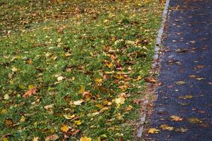 Close up shot of the soil surface in the forest covered with colorful fallen leaves from the trees. Season photo