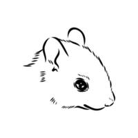 squirrel vector sketch