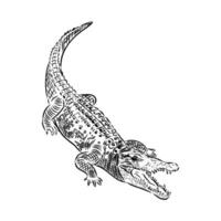 crocodile vector sketch