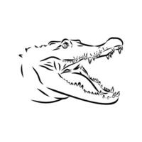 crocodile vector sketch
