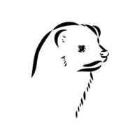 ferret vector sketch