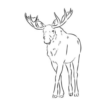 moose vector sketch