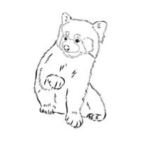 red panda vector sketch
