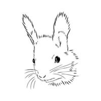 squirrel vector sketch