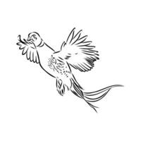 pheasant vector sketch