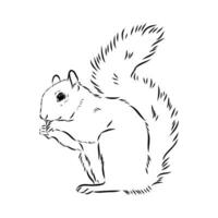 squirrel vector sketch