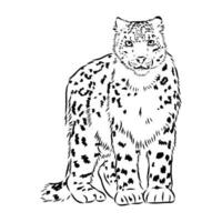 nieve leopardo vector bosquejo