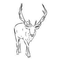 moose vector sketch