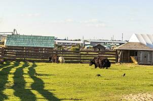 Shot of the yak bison. Animals photo