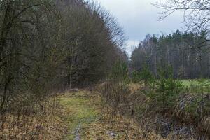 Close up shot of the trees in the forest. Nature photo