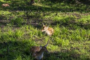 Shot of the deers in the forest. Animals photo