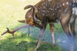 Disparo de el ciervos en el bosque. animales foto