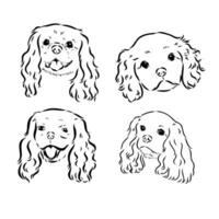 cavalier king charles dog vector sketch