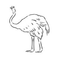 ostrich vector sketch