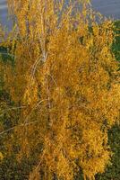 Shot of the colorful autumn trees. Outdoors photo