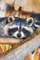 Close up shot of the raccoon in the cage in the zoo. Animal photo