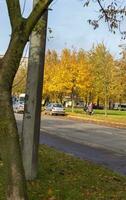 Disparo de el vistoso otoño arboles naturaleza foto