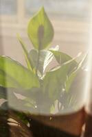 Shot of an indoor plant in the pot. Concept photo