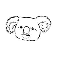 dibujo vectorial de koala vector