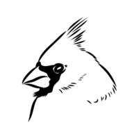 cardinal bird vector sketch