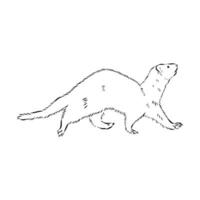 ferret vector sketch