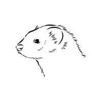 ferret vector sketch