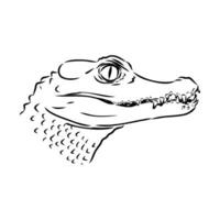 crocodile vector sketch