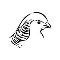 pheasant vector sketch