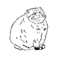 cat manul vector sketch