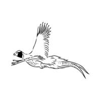 pheasant vector sketch