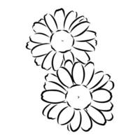 daisy flower vector sketch