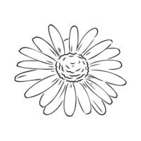 daisy flower vector sketch