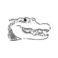 crocodile vector sketch